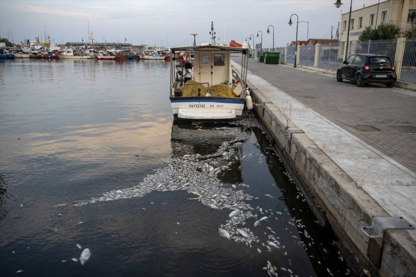 Yunanistan'ın Volos kentinde tonlarca ölü balık nedeniyle olağanüstü hal ilan edildi - Resim: 7