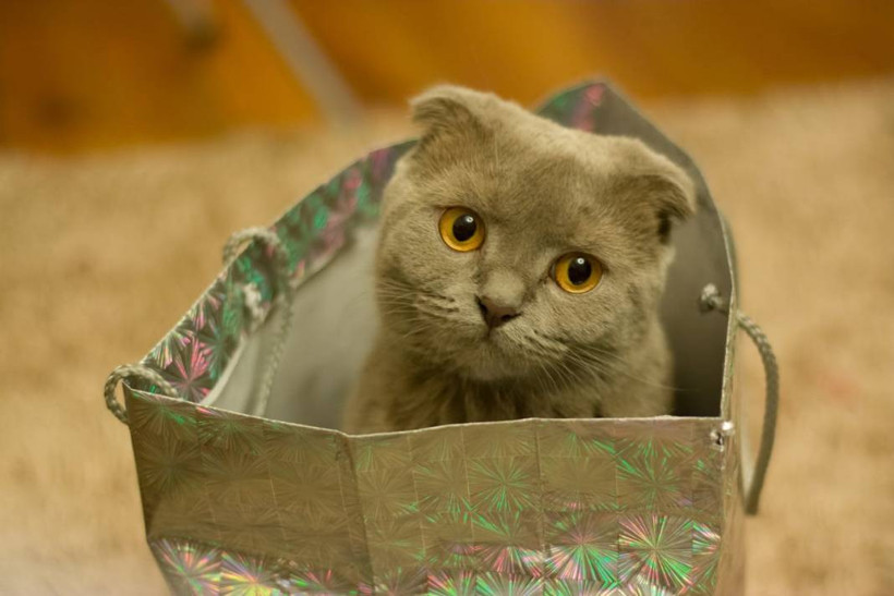8 Ağustos Uluslararası Kedi Günü ne anlama geliyor? - Resim: 8
