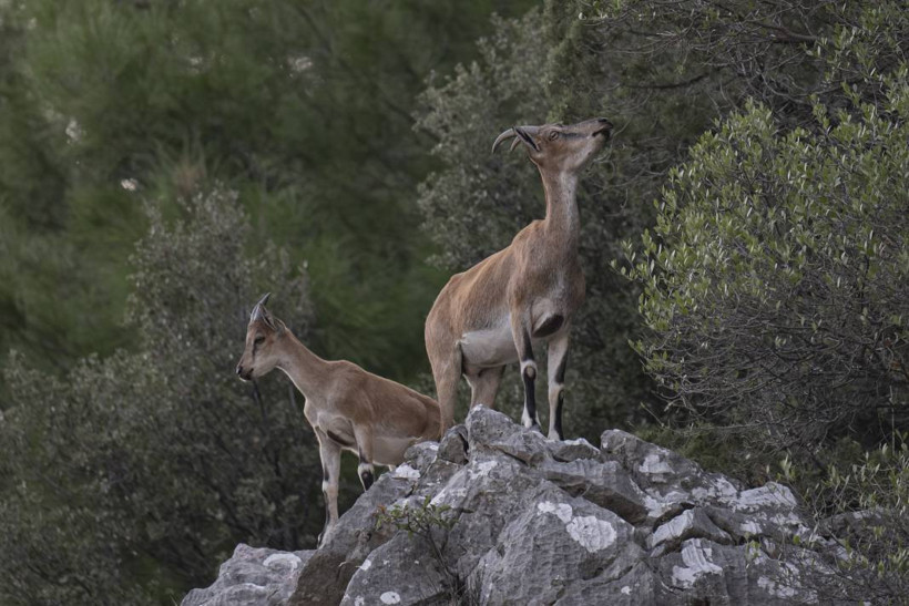 Koruma altındaki yaban keçileri Toros dağlarında görüntülendi - Resim: 54