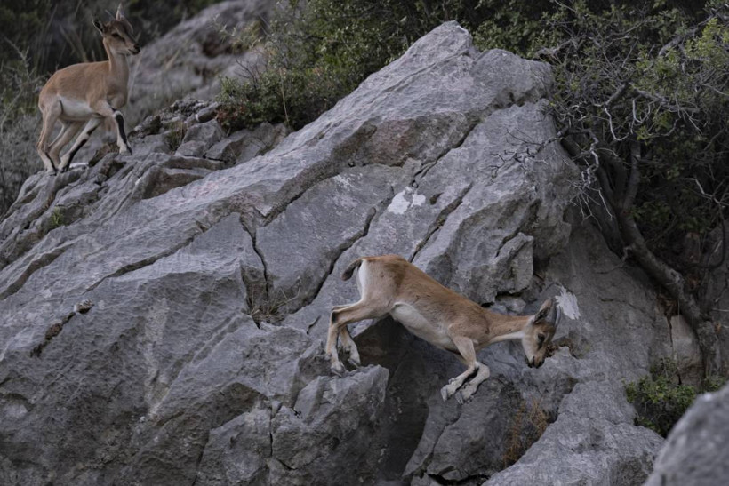 Koruma altındaki yaban keçileri Toros dağlarında görüntülendi - Resim: 51