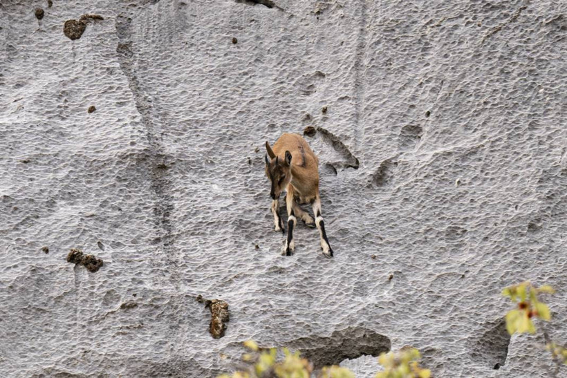 Koruma altındaki yaban keçileri Toros dağlarında görüntülendi - Resim: 49