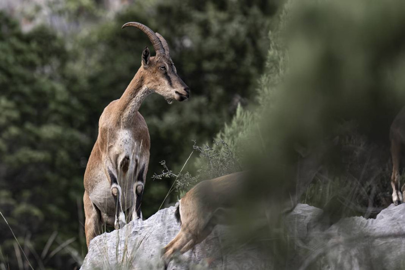 Koruma altındaki yaban keçileri Toros dağlarında görüntülendi - Resim: 40