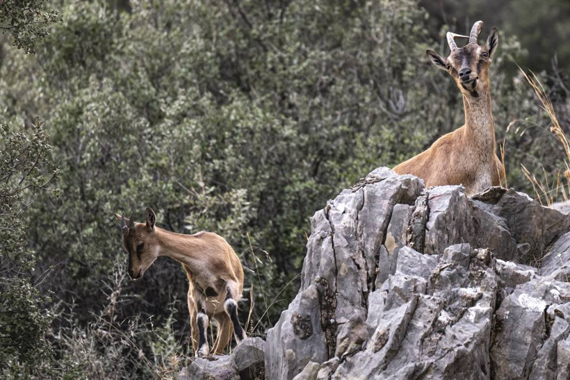 Koruma altındaki yaban keçileri Toros dağlarında görüntülendi - Resim: 38