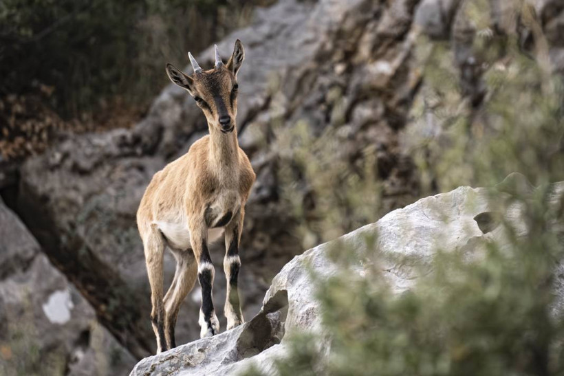 Koruma altındaki yaban keçileri Toros dağlarında görüntülendi - Resim: 39