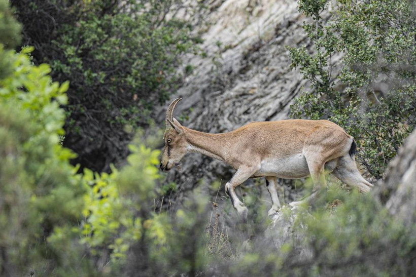 Koruma altındaki yaban keçileri Toros dağlarında görüntülendi - Resim: 23