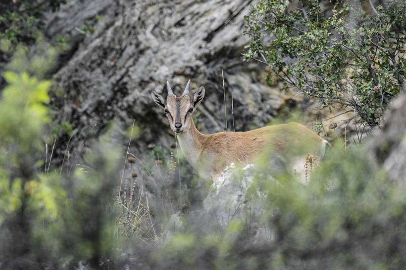Koruma altındaki yaban keçileri Toros dağlarında görüntülendi - Resim: 25