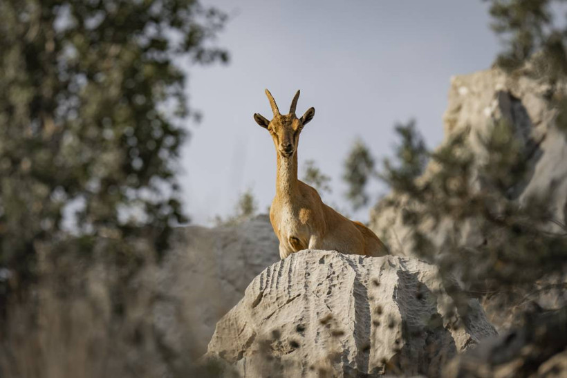 Koruma altındaki yaban keçileri Toros dağlarında görüntülendi - Resim: 21