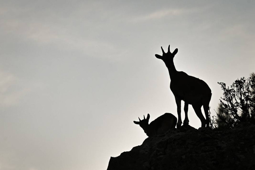 Koruma altındaki yaban keçileri Toros dağlarında görüntülendi - Resim: 13