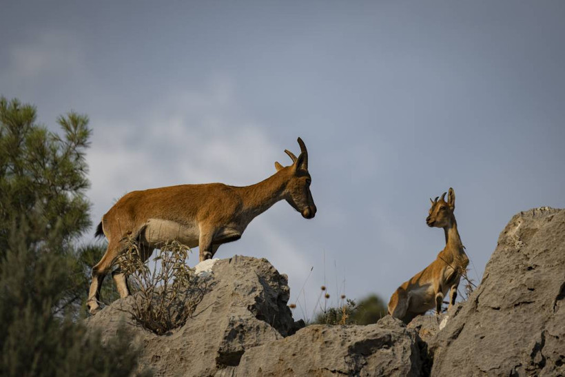 Koruma altındaki yaban keçileri Toros dağlarında görüntülendi - Resim: 8