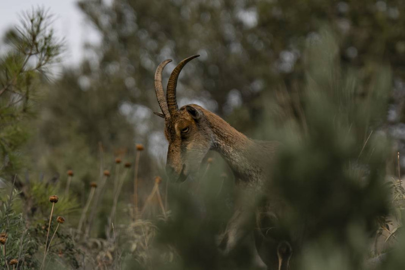 Koruma altındaki yaban keçileri Toros dağlarında görüntülendi - Resim: 7