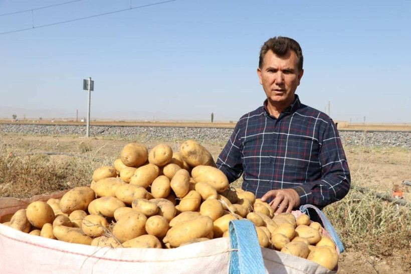Yazlık ve kışlık patates aynı dönemde hasat edilince fiyat 4 liraya düştü - Resim: 7