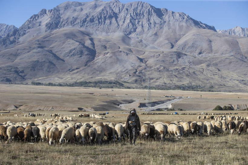 Dersim'de yayla sezonu bitti, koçerlerin zorlu dönüş yolculuğu başladı - Resim: 2