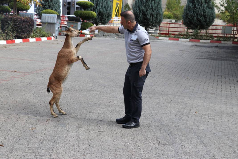 Dağ keçisi 'Paşa' baraj sahasını mesken tuttu: Biberonla besleniyor - Resim: 7