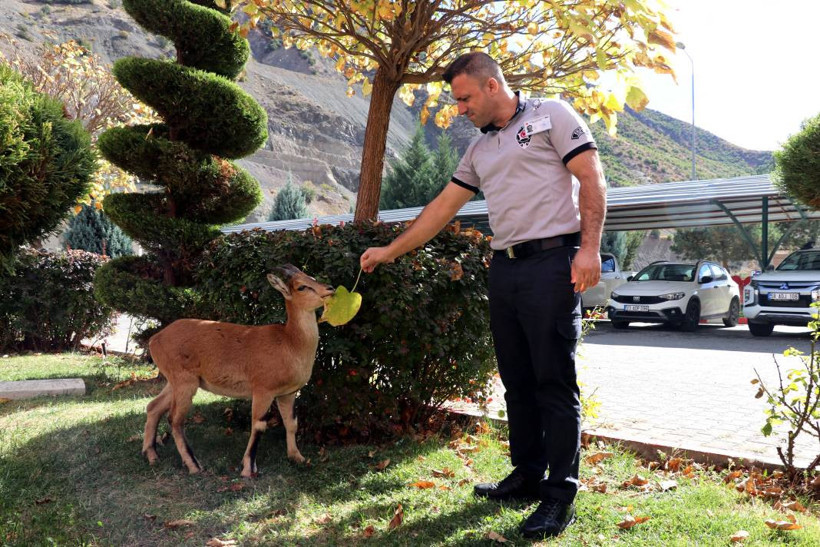 Dağ keçisi 'Paşa' baraj sahasını mesken tuttu: Biberonla besleniyor - Resim: 2