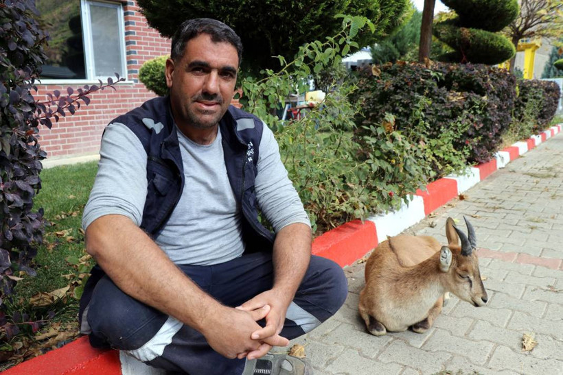 Dağ keçisi 'Paşa' baraj sahasını mesken tuttu: Biberonla besleniyor - Resim: 13