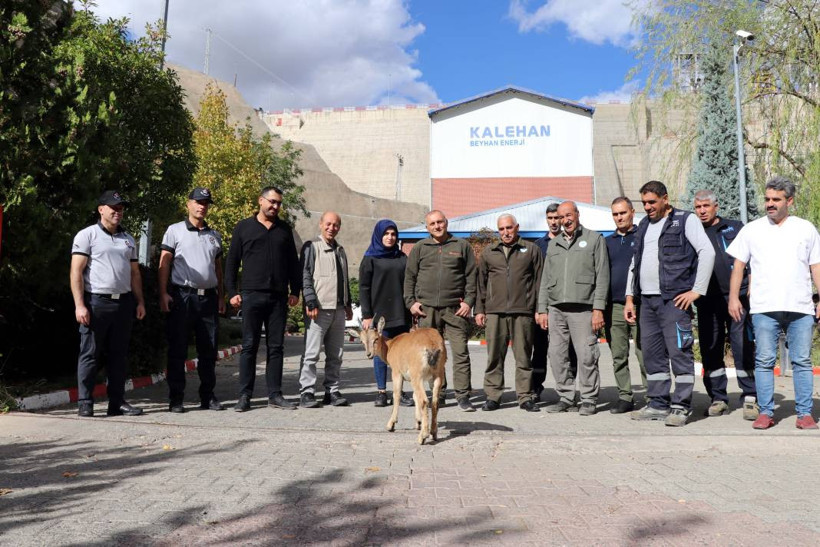 Dağ keçisi 'Paşa' baraj sahasını mesken tuttu: Biberonla besleniyor - Resim: 12