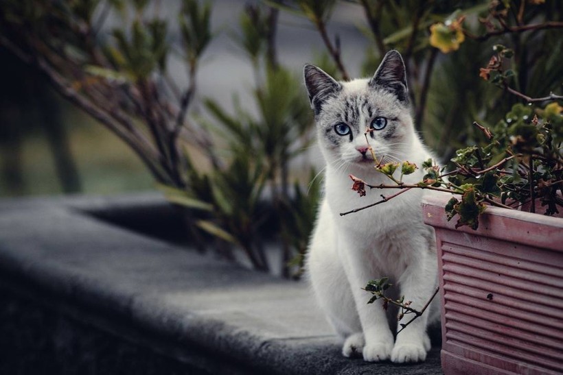 8 Ağustos Uluslararası Kedi Günü ne anlama geliyor? - Resim: 15