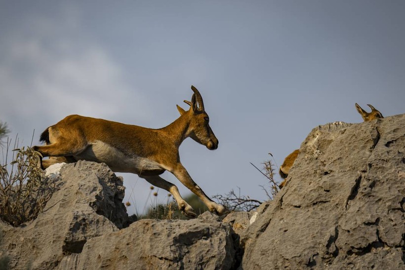Koruma altındaki yaban keçileri Toros dağlarında görüntülendi - Resim: 9