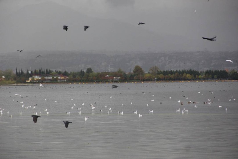 İzmit Körfezi’nde yüzlerce kuş birarada - Resim: 2