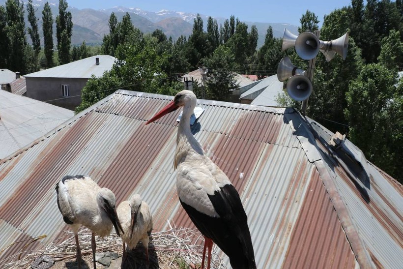 Leylekler Yüksekova'yı mesken tuttu - Resim: 6