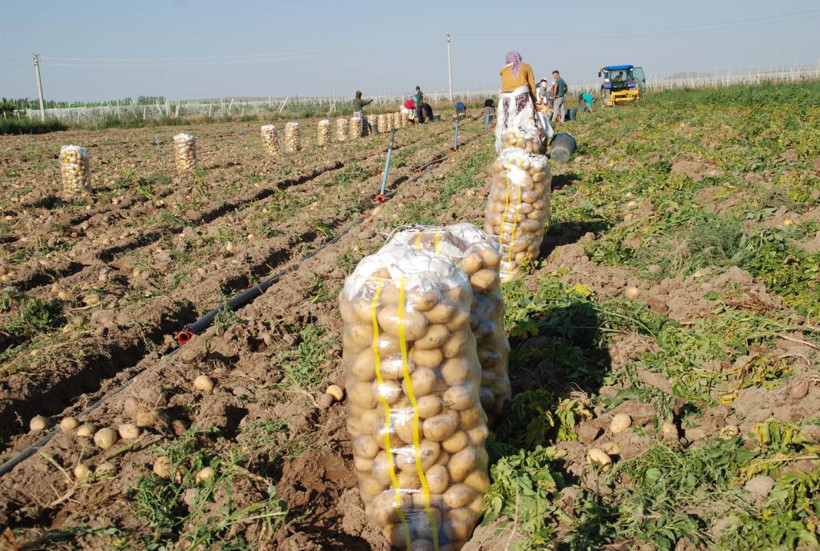 Yazlık ve kışlık patates aynı dönemde hasat edilince fiyat 4 liraya düştü - Resim: 2