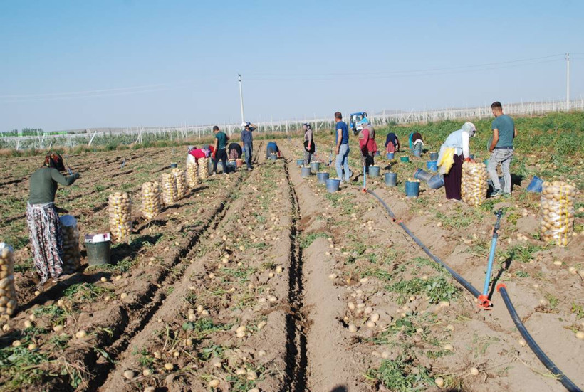 Yazlık ve kışlık patates aynı dönemde hasat edilince fiyat 4 liraya düştü - Resim: 1