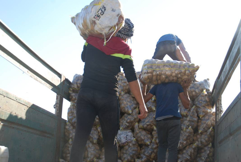 Yazlık ve kışlık patates aynı dönemde hasat edilince fiyat 4 liraya düştü - Resim: 6