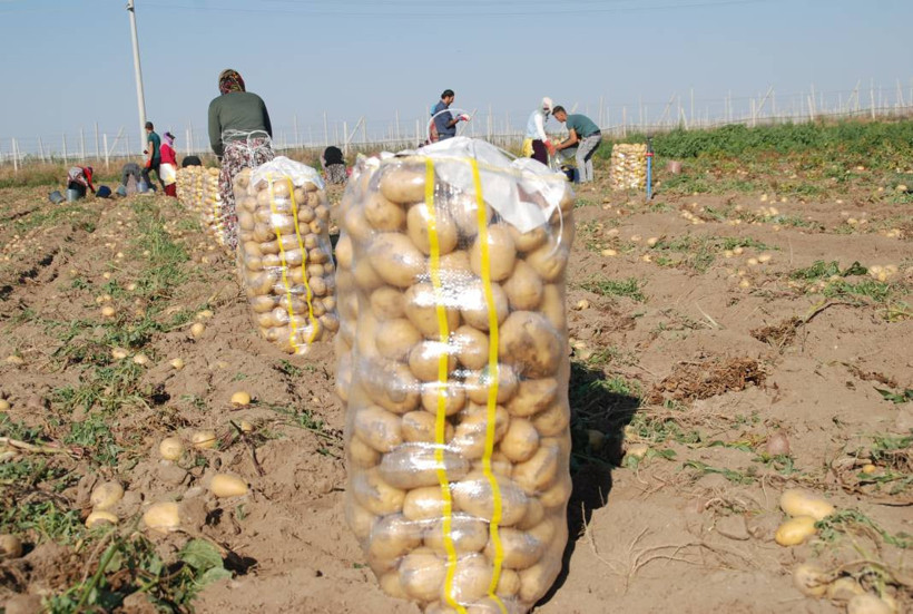 Yazlık ve kışlık patates aynı dönemde hasat edilince fiyat 4 liraya düştü - Resim: 4