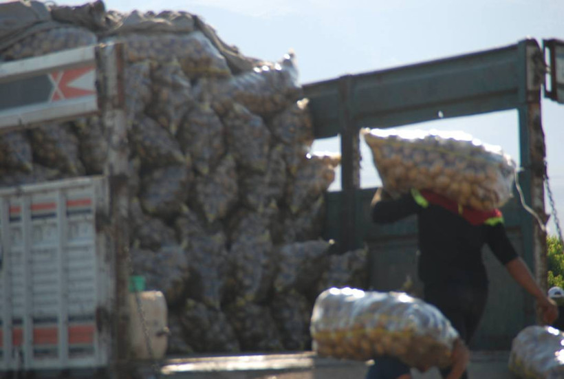 Yazlık ve kışlık patates aynı dönemde hasat edilince fiyat 4 liraya düştü - Resim: 5