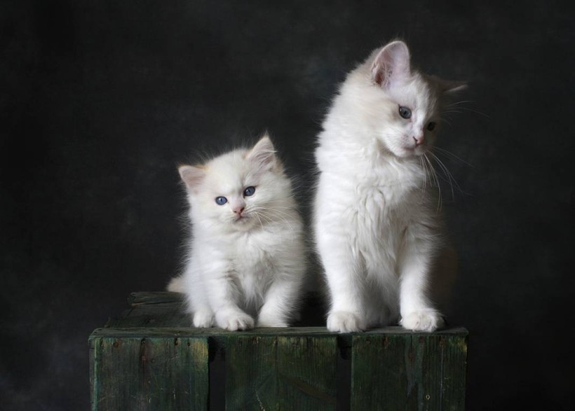 8 Ağustos Uluslararası Kedi Günü ne anlama geliyor? - Resim: 12