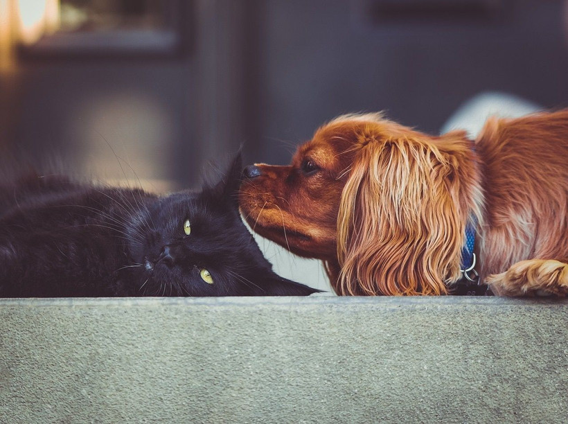 Köpeklerle kediler birbirine nasıl alıştırılır? Evde kedi ve köpek besleyenler dikkat - Resim: 3