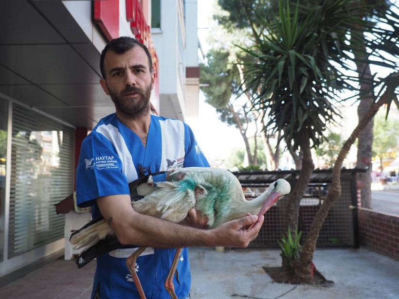 Aydın'da silahla yaralanan leylek tedavi altına alındı - Resim: 1