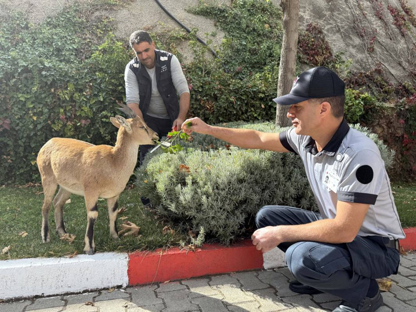 Dağ keçisi 'Paşa' baraj sahasını mesken tuttu: Biberonla besleniyor - Resim: 4