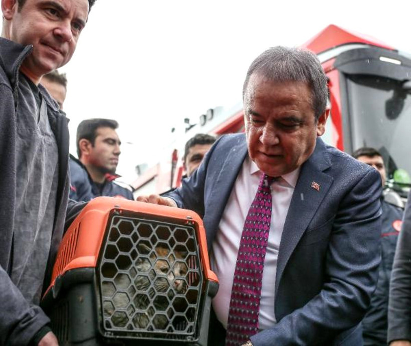 Depremde yaralanan kedi Antalya'ya ulaştı - Resim : 1
