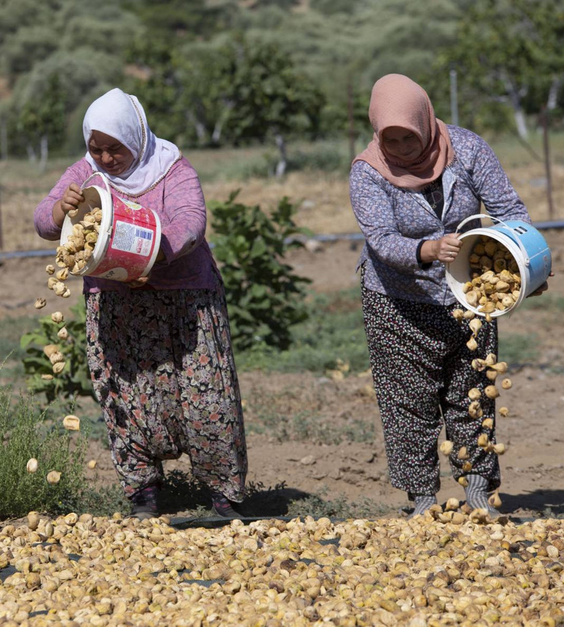 Aşırı sıcaklar inciri de vurdu: Kuru incirde hasat erken başladı - Resim: 8