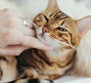 Kedileri huzursuz eden 5 şey! Birçok kedi sahibi bilmiyordu