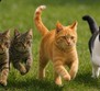 Kedi Dostu 4 Burç! Onlar Sevimli Patilerin En Sadık Yoldaşı