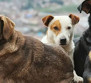 Valilik sokak köpeklerinin beslenilmesini yasakladı