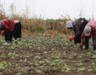 Çukurova'da tarım işçilerinin yevmiyeleri belli oldu