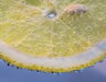 Limonun Şaşırtan Etkisi: Koltuk Altına Sürmeniz Yeterli!