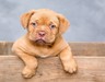 Köpekleri Seven 4 Burç: Sadık Dostların Burç Haritası