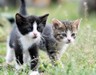 Kedi ve Köpekleri Birbirine Alıştırmanın 5 Etkili Yolu