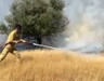 Muğla Milas'ta zeytinlik alanda yangın çıktı