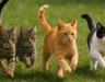 Kedi Dostu 4 Burç! Onlar Sevimli Patilerin En Sadık Yoldaşı