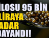 Kilosu 95 bin liradan alıcı buluyor... Amasya'da çokça üretiliyor
